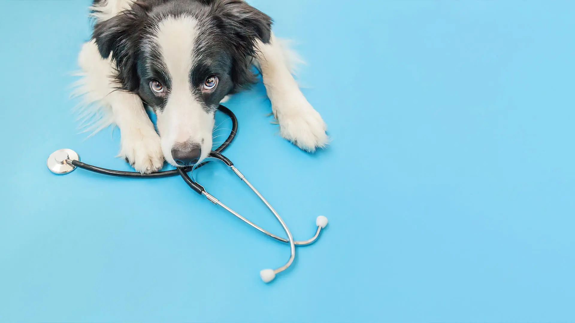 Esta landing page foi desenvolvida para a veterinária Victoría Justino.O objetivo da página é apresentar os serviços de Victoría, seus diferenciais e suas experiência.
